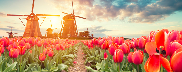 Tulip Time Highlights